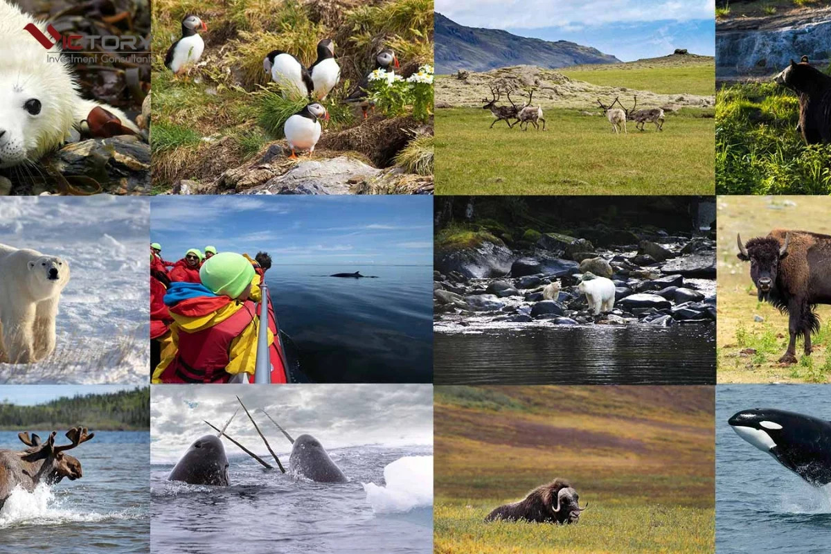Canada là nơi sinh sống của nhiều loài động vật hoang dã đặc trưng