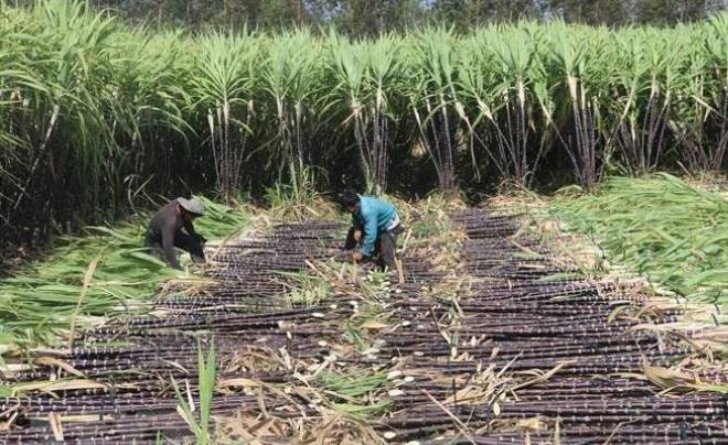 Công nhân thu hoạch mía