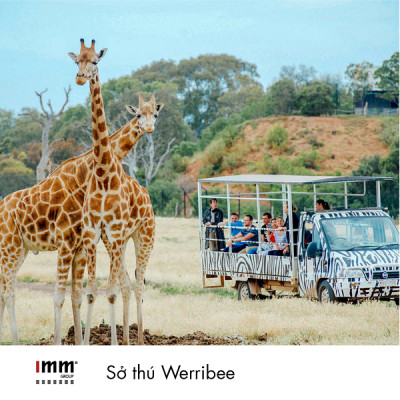 Động vật hoang dã trên thảo nguyên tại Sở thú Werribee ở Melbourne