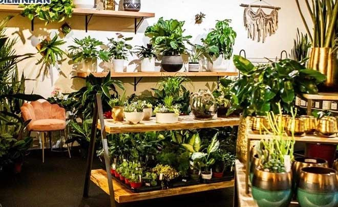 Kinh doanh cây cảnh mini không cần đầu tư nhiều