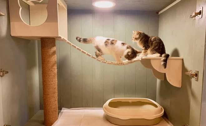 Kinh doanh sản phẩm và dịch vụ thú cưng tiềm năng