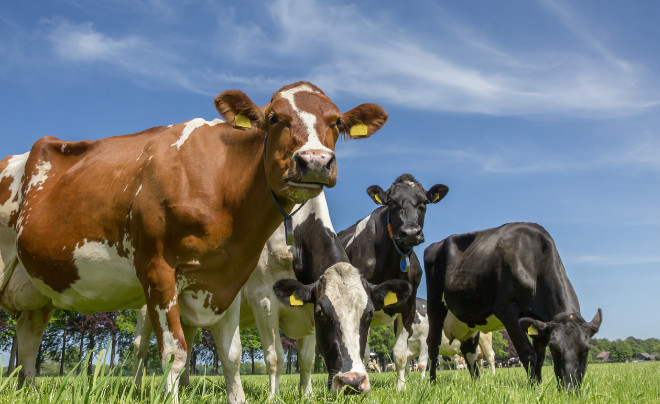 Lĩnh vực kinh doanh đa dạng của cổ phiếu VNM trong ngành sữa