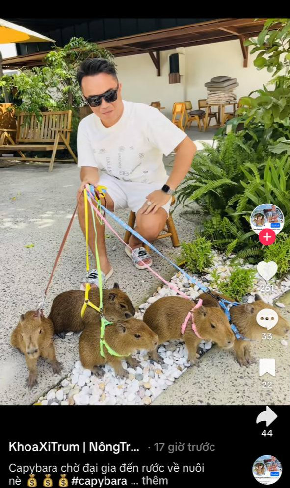 Giá capybara được một nhà cung cấp tại Việt Nam niêm yết