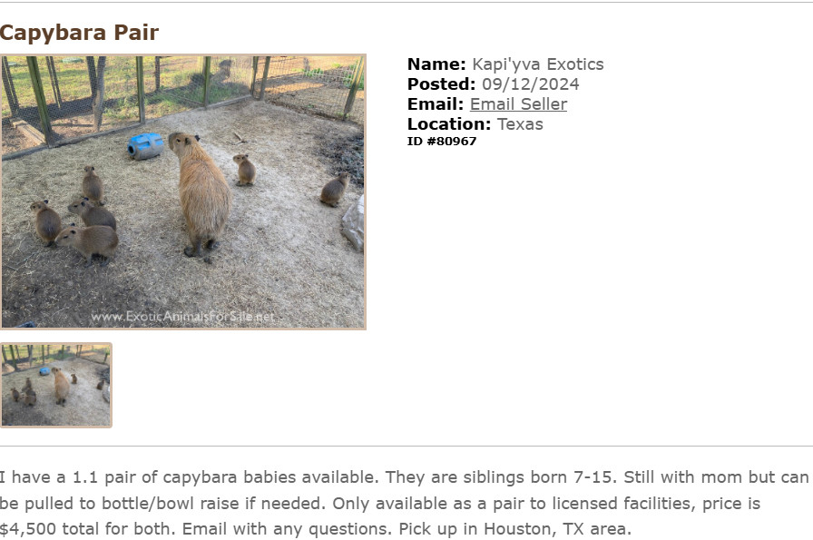 Một capybara được nuôi tại một cơ sở chăm sóc