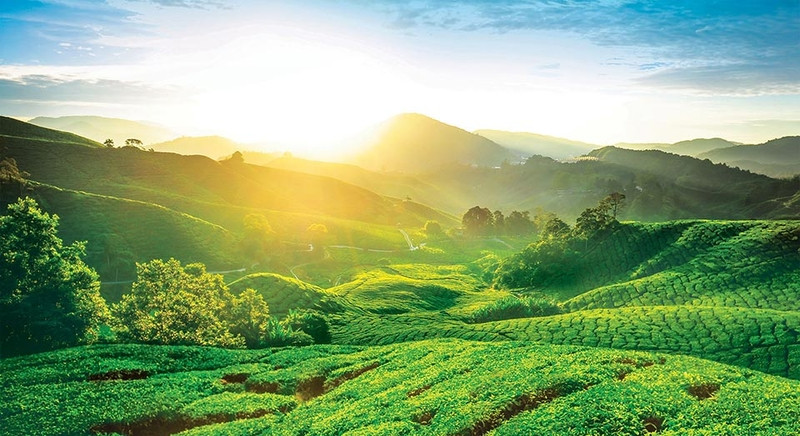 Thiên nhiên tươi đẹp tại Cameron Highlands