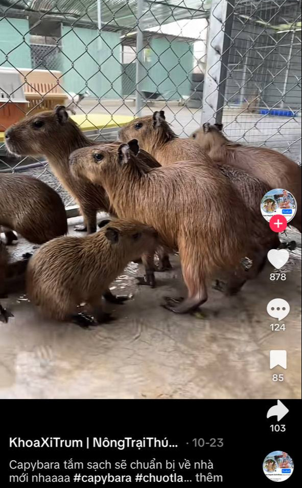 Thông tin rao bán capybara tại Việt Nam trên mạng xã hội