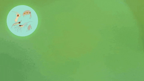 Hệ sinh thái đa dạng tại vùng Bắc Cực