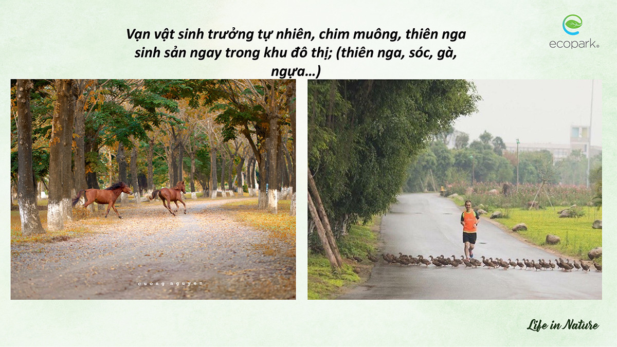 Thiên nhiên đa dạng và phong phú tại các công viên Ecopark