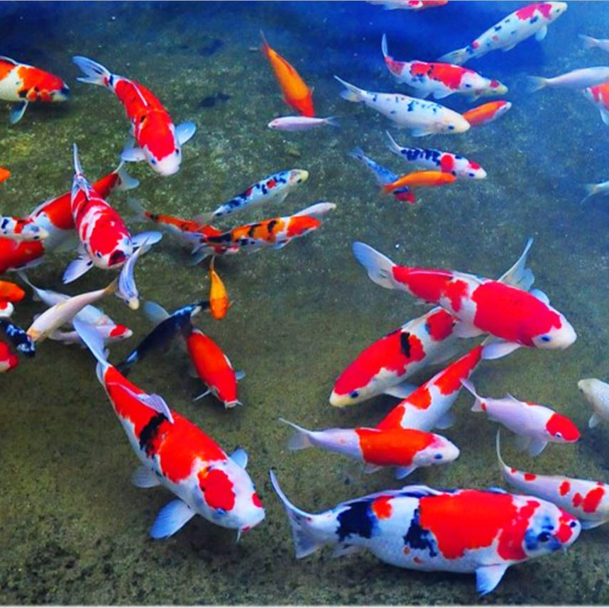 Vườn Nhật và Hồ Cá Koi tại khu đô thị Phố Nối