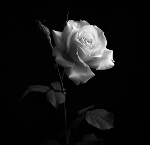 104+ Avatar đen trắng buồn cho ngày nhiều suy tư