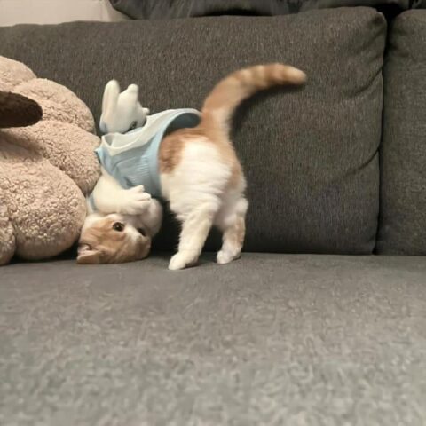 Avatar mèo vô tri 1