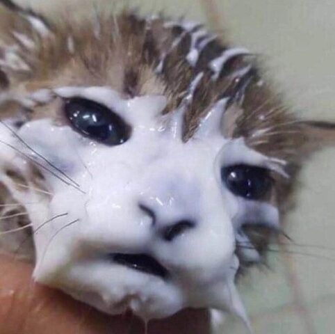 Avatar mèo vô tri 11