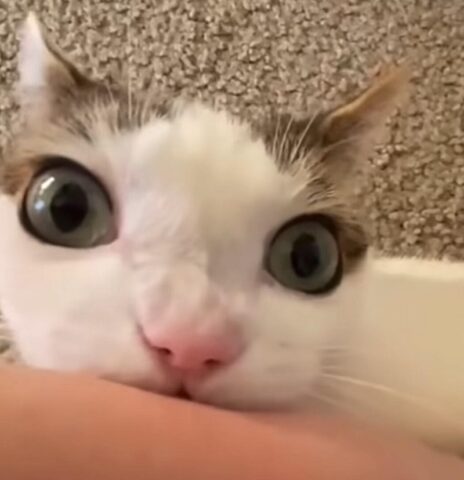 Avatar mèo vô tri 12