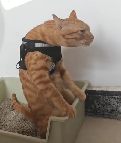 Avatar mèo vô tri 14