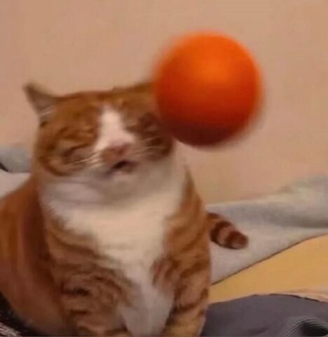 Avatar mèo vô tri 15