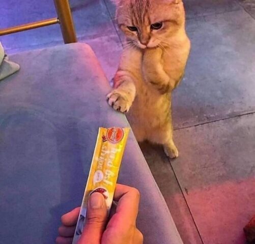 Avatar mèo vô tri 16