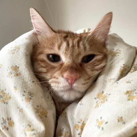 Avatar mèo vô tri 17