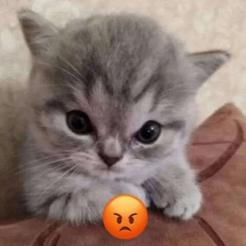 Avatar mèo vô tri 18