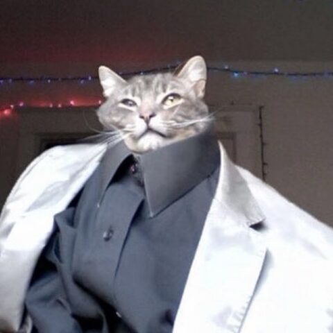 Avatar mèo vô tri 19