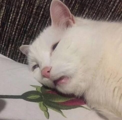 Avatar mèo vô tri 2