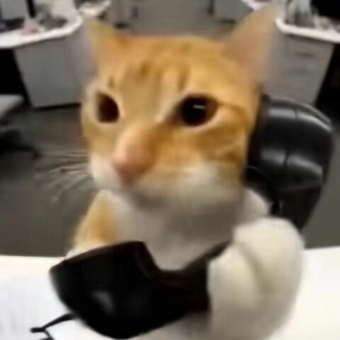 Avatar mèo vô tri 23