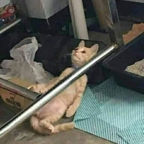 Avatar mèo vô tri 24