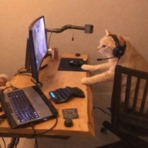 Avatar mèo vô tri 25