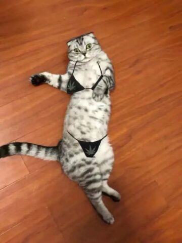 Avatar mèo vô tri 26