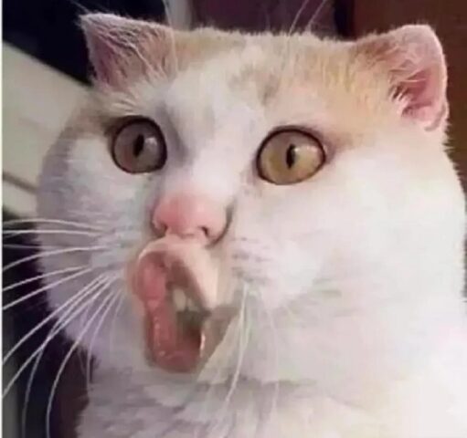 Avatar mèo vô tri 27