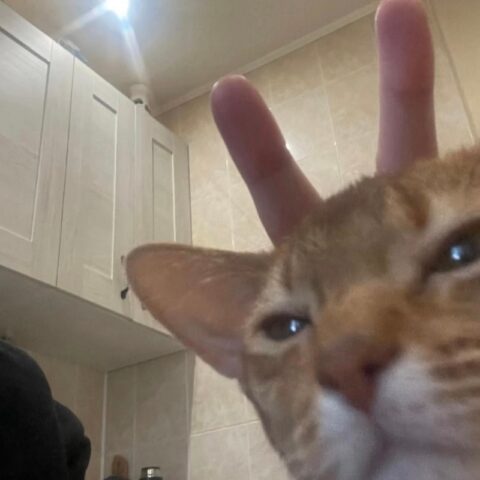 Avatar mèo vô tri 28