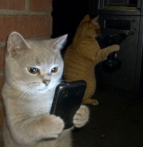 Avatar mèo vô tri 4