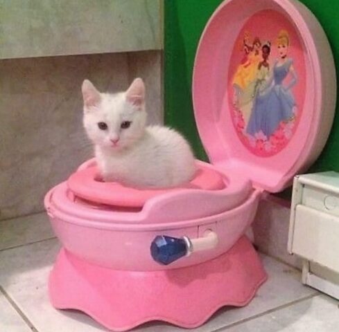 Avatar mèo vô tri 5