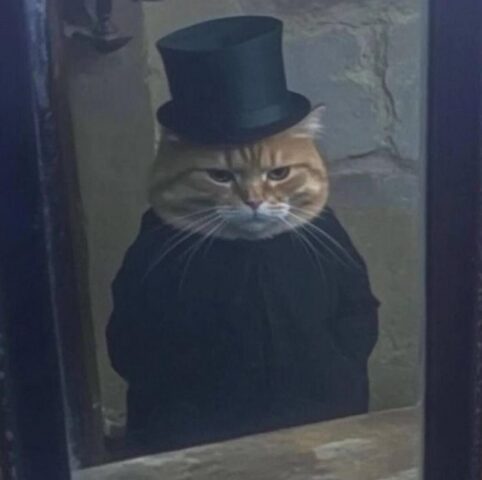 Avatar mèo vô tri 6