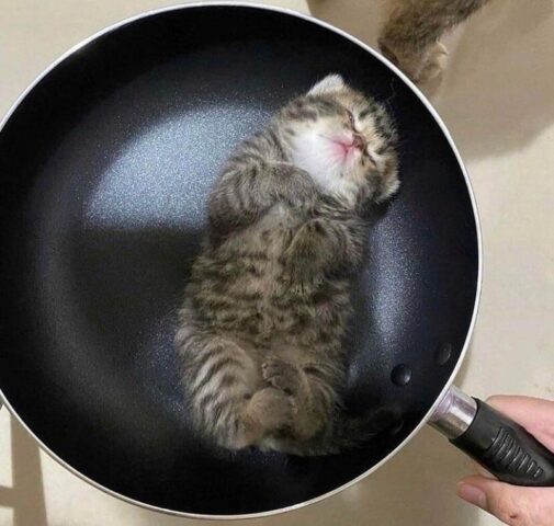 Avatar mèo vô tri 7