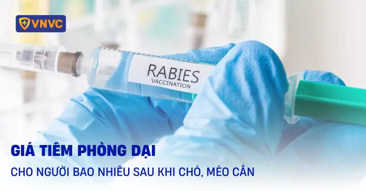 Tiêm Phòng Dại Mấy Mũi Giá Bao Nhiêu? Thông Tin Chi Tiết 2026